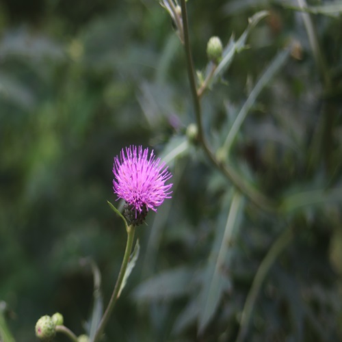 ノハラアザミの花