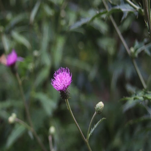 ノハラアザミの花