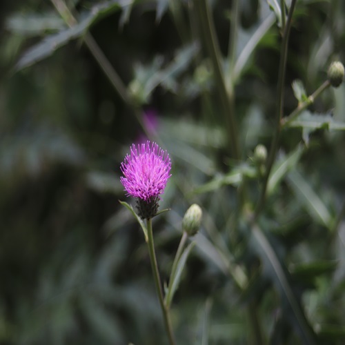 ノハラアザミの花