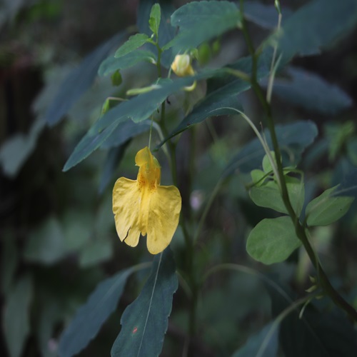 キツリフネの花