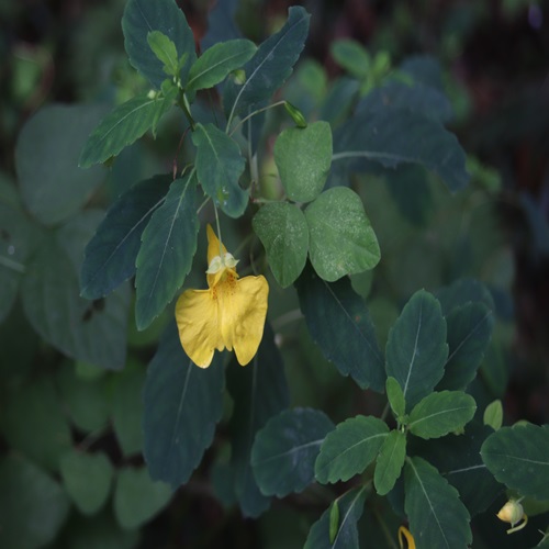 キツリフネの花