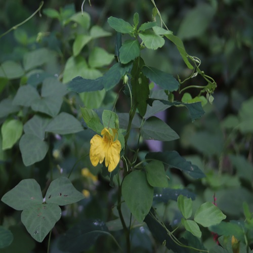 キツリフネの花