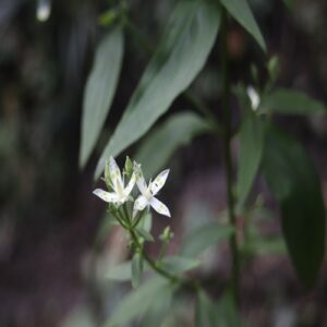 アケボノソウの花