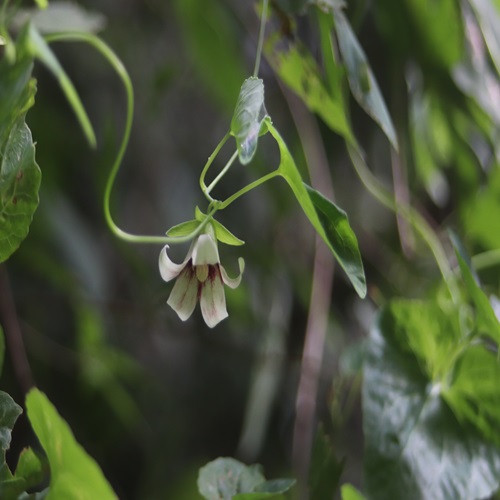 ツルギキョウの花