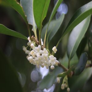 オオモクセイの花