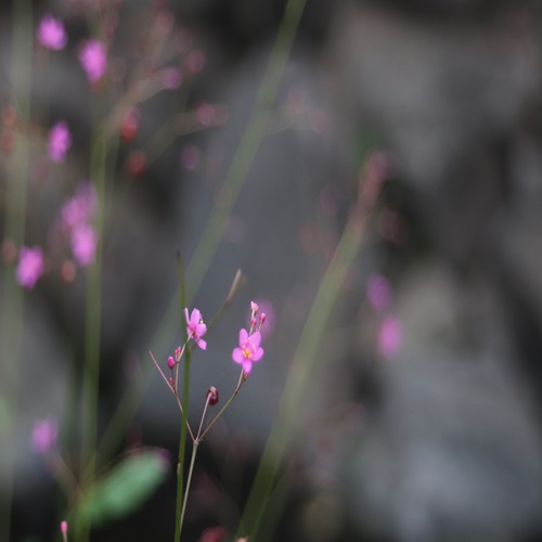 ハゼランの花
