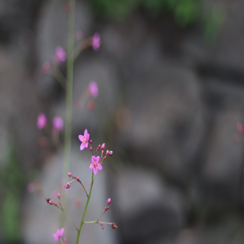 ハゼランの花