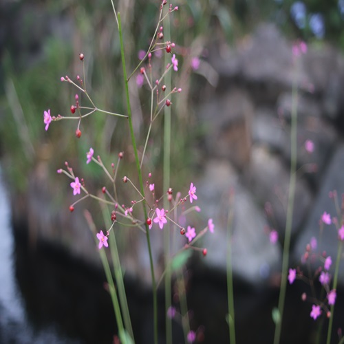 ハゼランの花