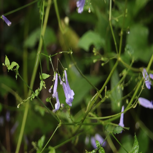 セキヤノアキチョウジの花