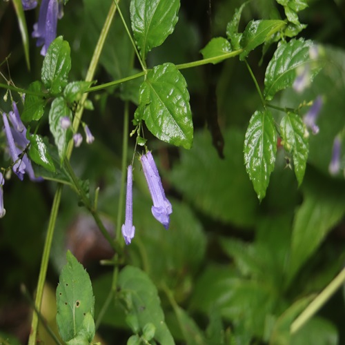 セキヤノアキチョウジの花