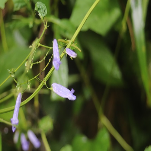 セキヤノアキチョウジの花