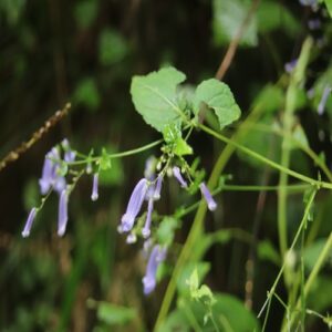 セキヤノアキチョウジの花