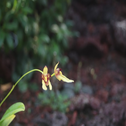 オガサワラシコウランの花