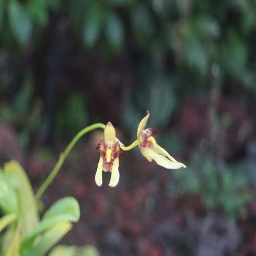 オガサワラシコウランの花