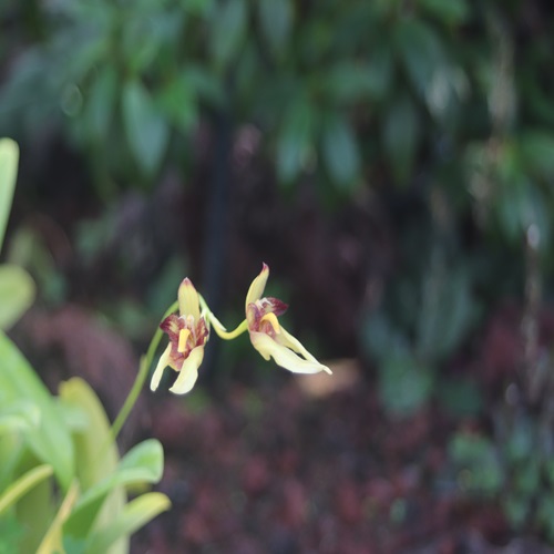 オガサワラシコウランの花