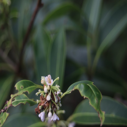 シマモクセイの花