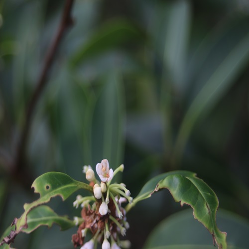 シマモクセイの花