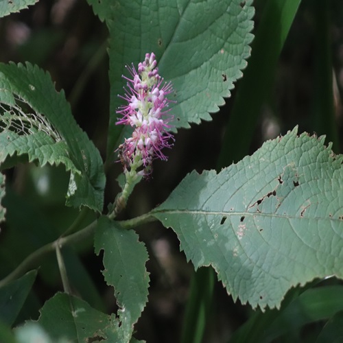 ミカエリソウの花