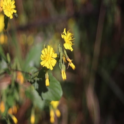 ヤクシソウの花