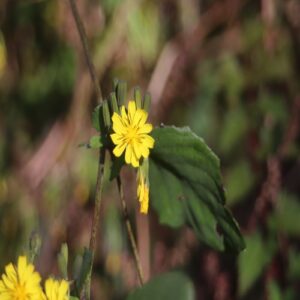 ヤクシソウの花