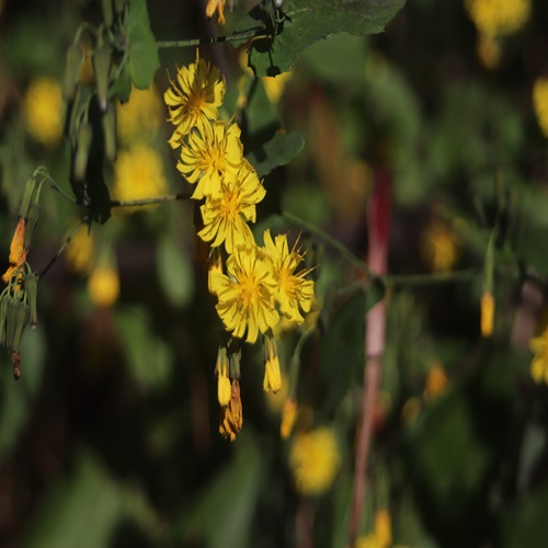 ヤクシソウの花
