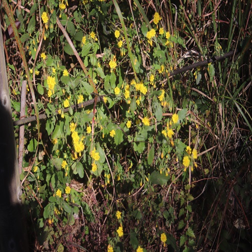 ヤクシソウの全体像