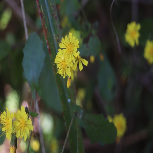 ヤクシソウの花