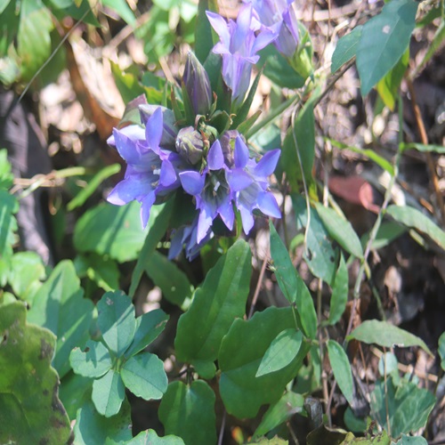 リンドウの花