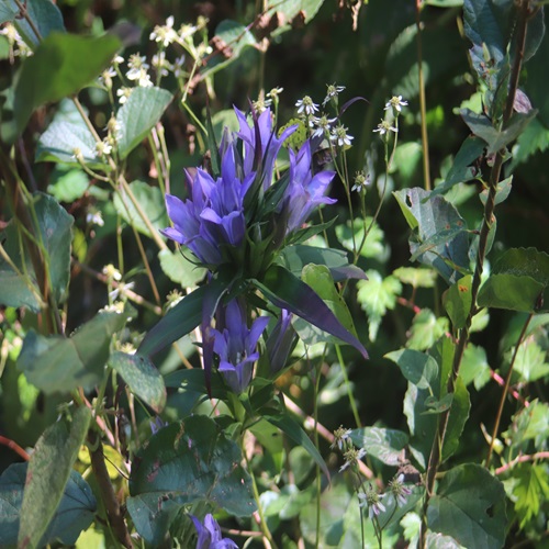 リンドウの花