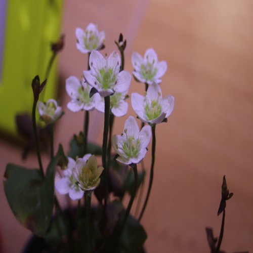 イズノシマウメバチソウの花