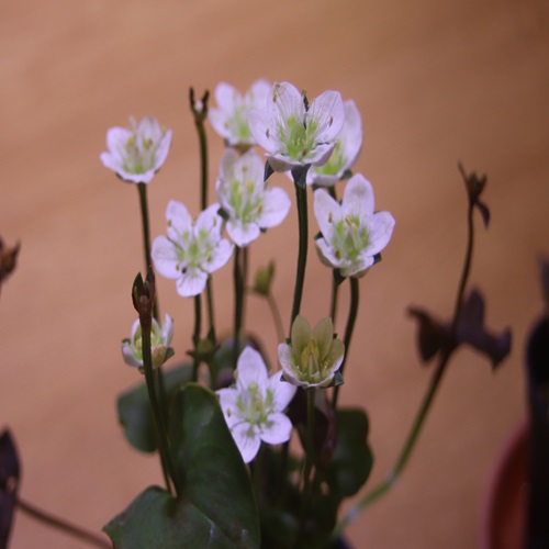 イズノシマウメバチソウの花