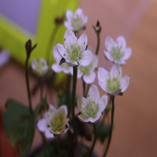 イズノシマウメバチソウの花