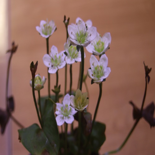 イズノシマウメバチソウの花