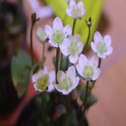 イズノシマウメバチソウの花