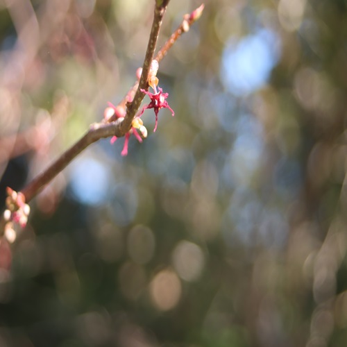 マルバノキの花