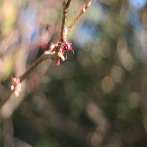 マルバノキの花