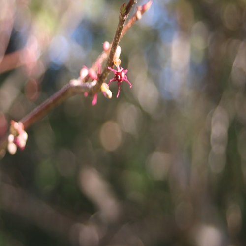 マルバノキの花