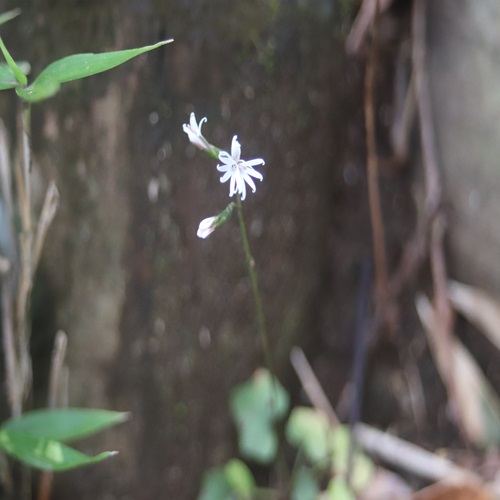 キッコウハグマの花
