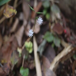 キッコウハグマの花