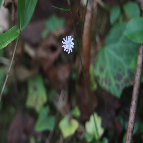キッコウハグマの花