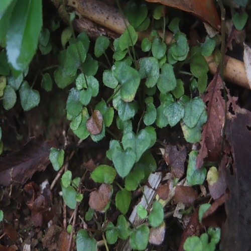 キッコウハグマの葉