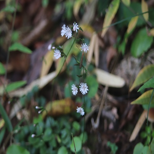 キッコウハグマの花