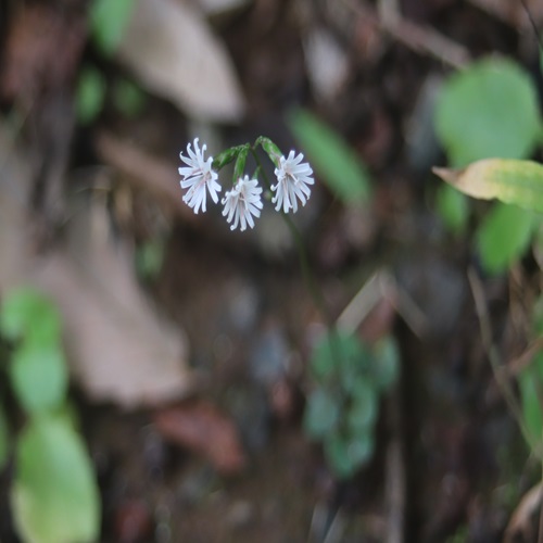 キッコウハグマの花