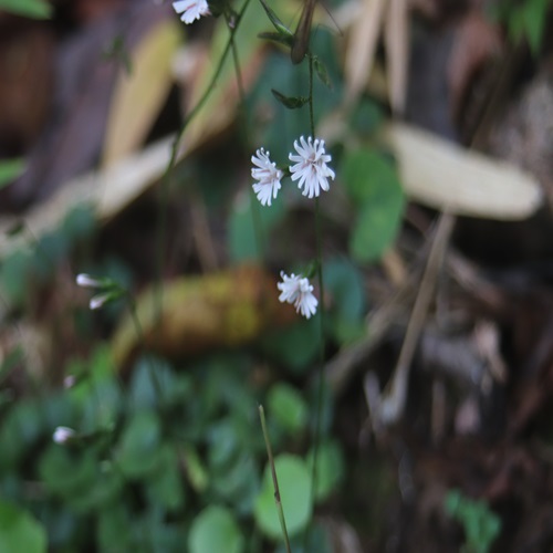 キッコウハグマの花