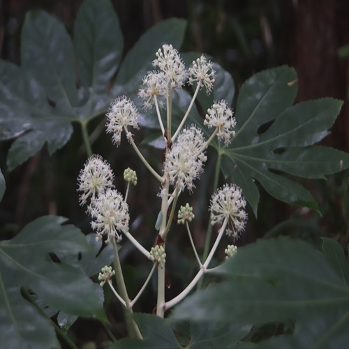 ヤツデの花