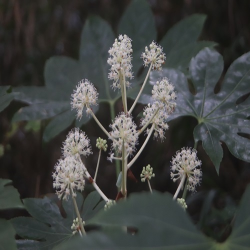 ヤツデの花