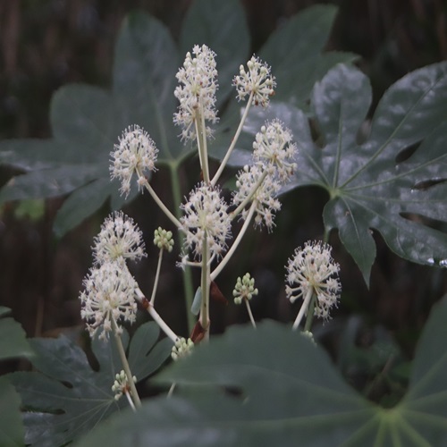 ヤツデの花