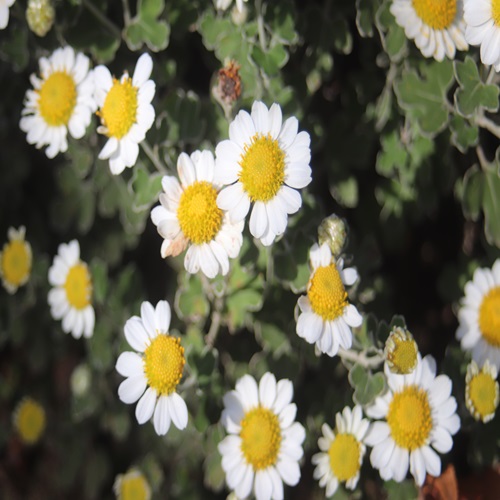 アシズリノジギクの花