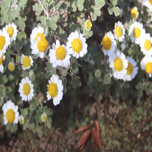 アシズリノジギクの花