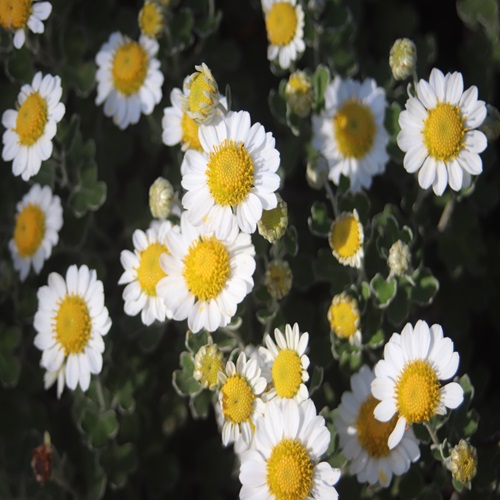 アシズリノジギクの花